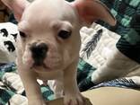 Entzückende französische Bulldoggenwelpen - фото 2