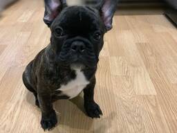 Wunderschöne, gesunde Französische Bulldoggenwelpen