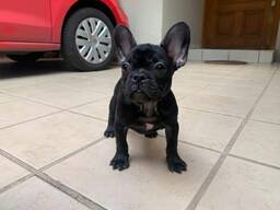 Wir haben drei wunderschöne französische Bulldoggenwelpen
