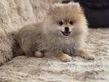 Entzückende Pomeranian-Welpen zu verkaufen (3 Monate) - фото 2