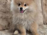 Entzückende Pomeranian-Welpen zu verkaufen (3 Monate) - фото 3