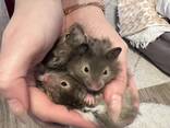 Entzückende syrische Hamsterbabys – ein tolles Geschenk für Kinder! - фото 1