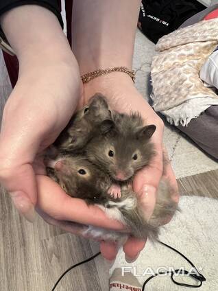 Entzückende syrische Hamsterbabys – ein tolles Geschenk für Kinder!