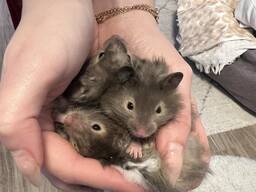 Entzückende syrische Hamsterbabys – ein tolles Geschenk für Kinder!