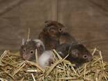 Entzückende syrische Hamsterbabys – ein tolles Geschenk für Kinder! - фото 3