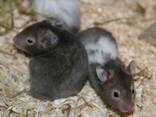 Entzückende syrische Hamsterbabys – ein tolles Geschenk für Kinder! - фото 4
