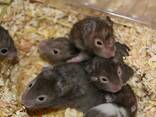 Entzückende syrische Hamsterbabys – ein tolles Geschenk für Kinder! - фото 5