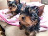 Wunderschöne kleine Yorkie-Welpen - фото 2