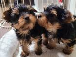 Щенки мини-йоркширского терьера - фото 3