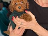 Entzückende Zwergpudelwelpen zu verkaufen - фото 2