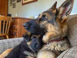 Erstklassige Europäische Deutsche Schäferhundwelpen.