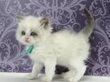 Fluffy Ragdoll Kitten Available for Adoption - фото 2