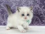 Fluffy Ragdoll Kitten Available for Adoption - фото 3