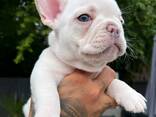 Французского бульдога - фото 7