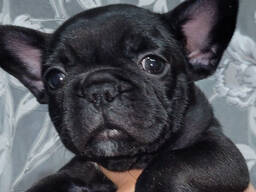 Französische Bulldoggenwelpen zu verkaufen