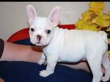 Wunderschöne Französische Bulldoggenwelpen - photo 1