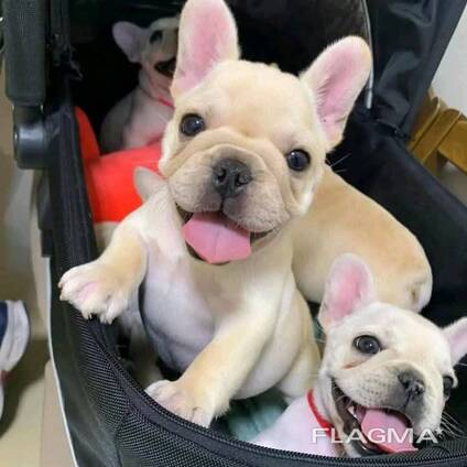 Französische Bulldoggenwelpen zur Vermittlung