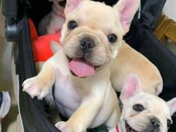 Franse bulldogpups voor herplaatsing