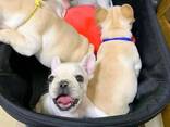 Französische Bulldoggenwelpen zur Vermittlung - фото 2