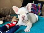 Französische Bulldoggenwelpen zur Vermittlung - фото 4