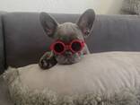 Französisch Bulldoggen zu verkaufen - фото 3