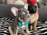 Französisch Bulldoggen zu verkaufen - фото 7