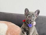 Französisch Bulldoggen zu verkaufen - фото 9