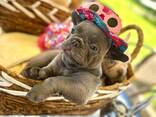 Französisch Bulldoggen zu verkaufen - фото 10