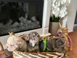 Französisch Bulldoggen zu verkaufen - фото 12