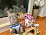 Französisch Bulldoggen zu verkaufen - фото 15