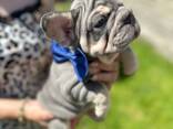 Französisch Bulldoggen zu verkaufen - фото 16