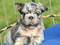 Französische Bulldogge