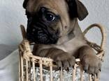Französische Bulldogge Welpen mit Ahnentafeln - фото 2