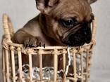 Französische Bulldogge Welpen mit Ahnentafeln - фото 5