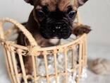 Französische Bulldogge Welpen mit Ahnentafeln - фото 8