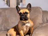 Französische Bulldogge Welpen mit Ahnentafeln - фото 9