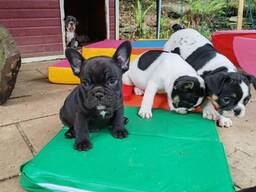 Französische Bulldoggen Welpen Rüden und Hündinnen