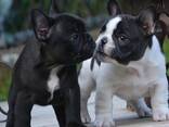 Französische Bulldoggenwelpen - фото 1