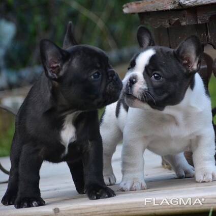 Französische Bulldoggenwelpen
