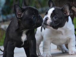 Französischer Bulldoggenwelpen anbieten zu können