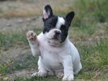 Französische Bulldoggenwelpen - фото 2
