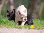 Französische Bulldoggenwelpen - фото 3