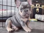 Französische Bulldogge - photo 1