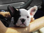 Французского бульдога. - фото 2