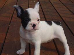 Французского бульдога.