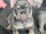 Französische Bulldogge - photo 3
