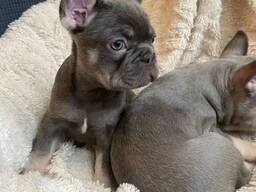 Französische Bulldoggenwelpen