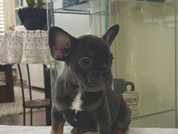 Französische Bulldoggenwelpen