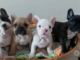 Französische Bulldoggenwelpen