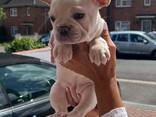 Французского бульдога - фото 6